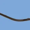 ISUZU NKR- ŞAMPİYON- 97/06; ÖN KAPI İÇ SIYIRICI SAĞ SİYAH SEGMANLI (TEK TEKER) 8-97852-165-4